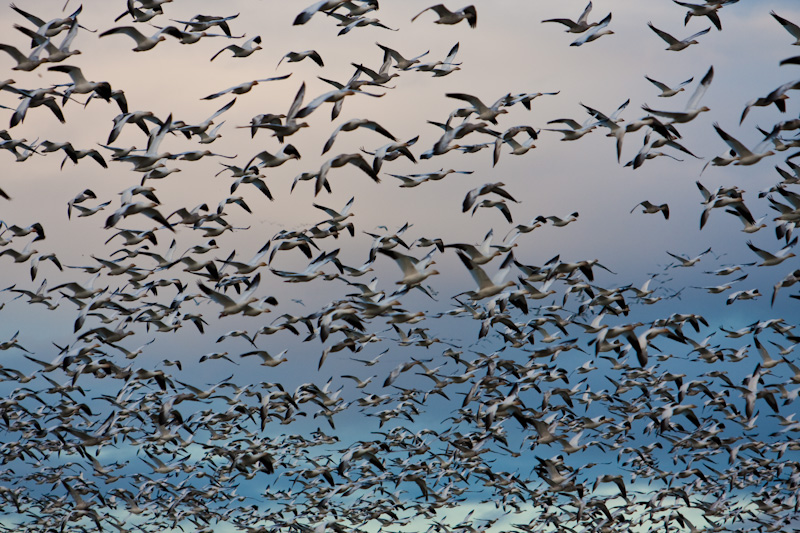 Snow Geese In Flight